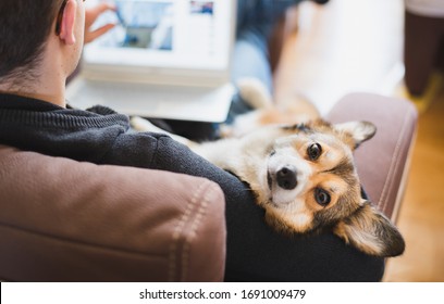 A man working at home during home office with a red and happy welsh corgi pembroke dog