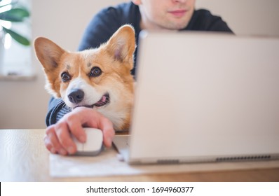 A man working at home during home office with a red and happy relaxed welsh corgi pembroke dog