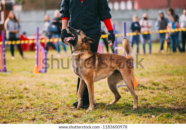 Man Working Malinois Dog Training Summer Stock Photo Edit