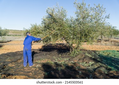 Man working in an olive grove picking olives in the traditional way with a stick - agriculture and labor concept