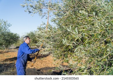 Man working in an olive grove in a traditional way with a stick harvesting olives with a lot of copy space - concept of traditional work and agriculture.