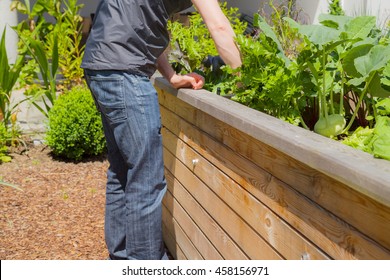 Man Working On A Raised Bed In The Garden