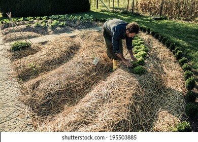 Man working on a synergistic vegetable garden
