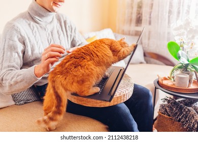 Man working online from home with pet using laptop. Ginger cat touching screen with paw playing with image or videos on computer. Curious animal interrupting master