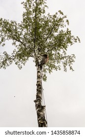 A Man Works On A Tree.
Removal Of Large Emergency Trees By Arbordistics Specialists.