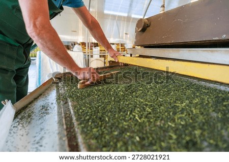 Man works at tea processing line. Workshop with special equipment for rolling and drying tea leaves.