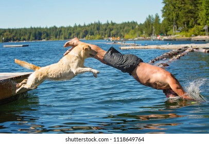 Man And Yellow Lab Dog Jump Into Lake Off Dock Together