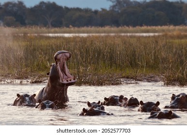 Mana Pools Mammals and wildlife