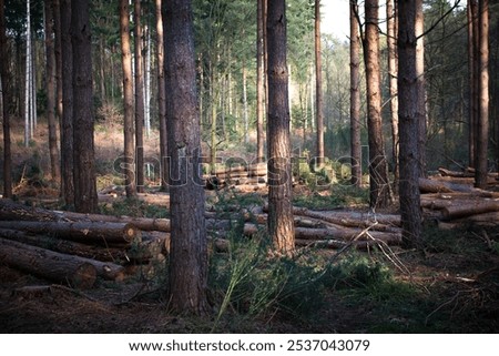 Similar – Image, Stock Photo Gestapelte Baumstämme in einem Nadelwald