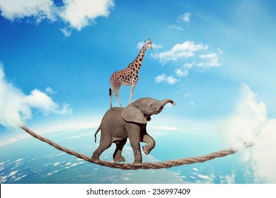 Managing risk business challenges uncertainty concept. Elephant with giraffe walking on dangerous rope high in sky symbol balance overcoming fear for goal success. Young entrepreneur corporate world 