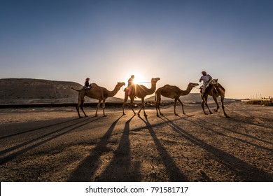 Manama,Bahrain - December 12:Local People Riding On Camels In Desert At Sunset On December 12-2014