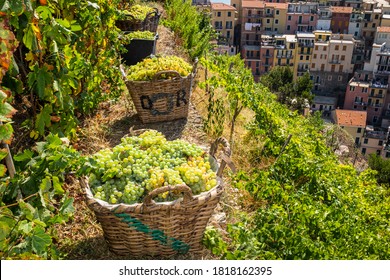 Manarola, Italy - 2020: the grape harvest in Cinque Terre is still carried out in the traditional way, with hand cut of the grapes and carrying on the back of the harvest