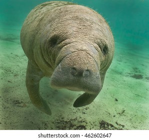 Manatee