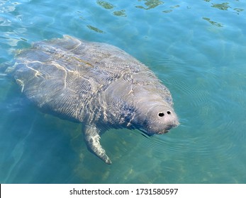 Manatee In Clear Blue Spring Water