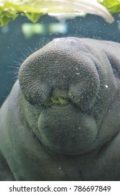 Manatee Close Up