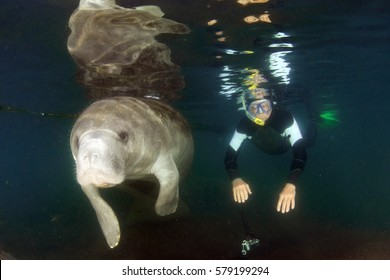 Manatee Close Up Portrait Underwater In Crystal River