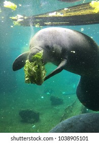 Manatee Eating Romaine Lettuce