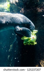 Manatee Eating Salad -