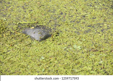 Manatee Eating Sea Grass At Blue Springs State Park