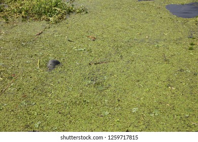 Manatee Eating Sea Grass At Blue Springs State Park