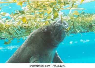 Manatee Enjoy Eating Under Water