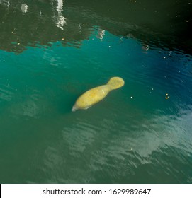 Manatee Face In Florida Waters