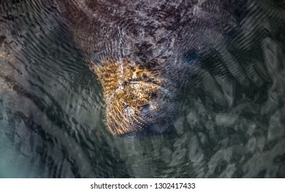 Manatee Face Underwater