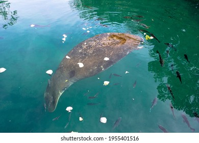 Manatee Of Florida In United States Of America. Trichechus Manatus Species. Herbivorous Marine Mammals, Also Called Sea Cows.