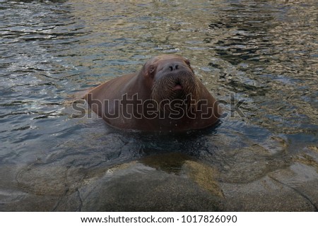 Manatee locking straigt at camera
