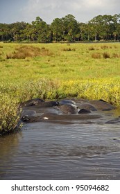 Manatee Mating Frenzy On The Tomoka River, Florida