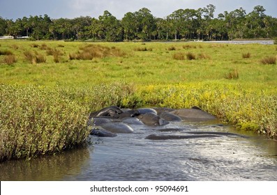 Manatee Mating Frenzy On The Tomoka River, Florida