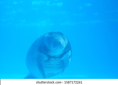 Manatee, Sea Cow Face In Aquarium With Blue Background.