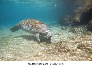 Manatee Swiming Underwater In Three Sisters Spring In Crystal River