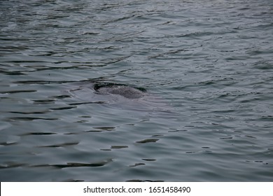 A Manatee Swimming Off The Coast Of Apollo Beach, Florida