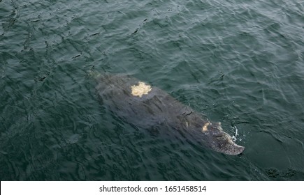 A Manatee Swimming Off The Coast Of Apollo Beach, Florida