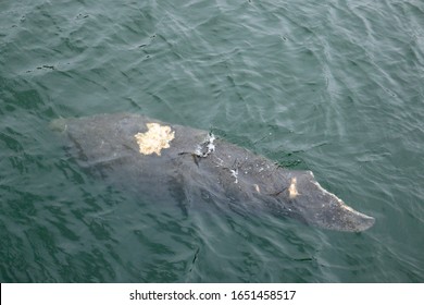 A Manatee Swimming Off The Coast Of Apollo Beach, Florida