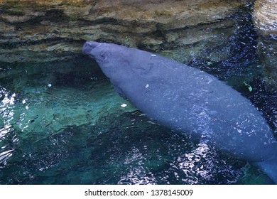 A Manatee Swimming To The Surface To Eat Some Lettuce.