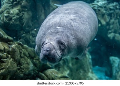 Manatee Swimming Underwater, Very Peaceful