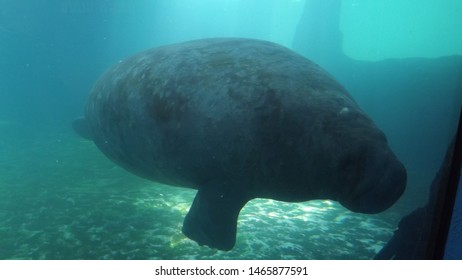 Manatee Under Water Face To Glass