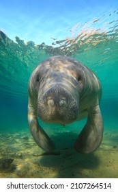 Manatees Crystal River Hot Springs Florida