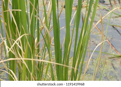 Manchurian wild rice grow in the pond (Zizania latifolia)