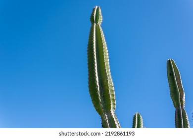 Mandacaru Cactus, Blue Sky In The Background