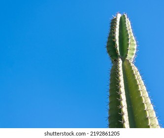 Mandacaru Cactus, Blue Sky In The Background