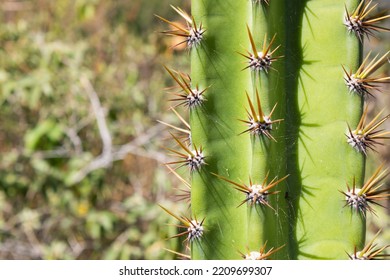 Mandacaru Cactus With Blurred Background