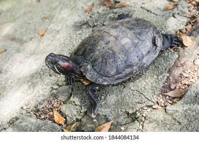 118 Singapore terrapins Images, Stock Photos & Vectors | Shutterstock