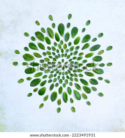 Mandala of hebe leaves mono green