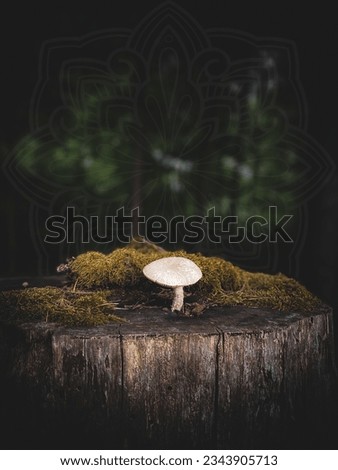 Mandala Mushroom in the forest