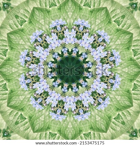 Mandala of summer solstice. Green floral kaleidoscope background, forget-me-not flower