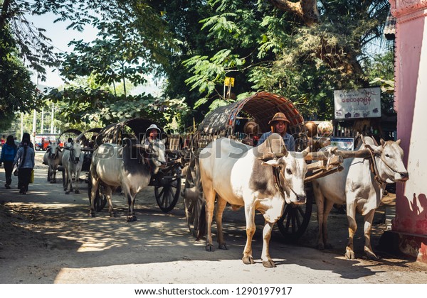 MANDALAY, MYANMAR - JAN\
31, 2018 : Cow carriage taxi with Driver travel Local\
transportation in Mingun\
Mandalay
