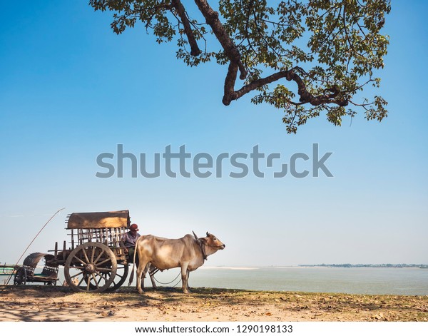 MANDALAY, MYANMAR - JAN\
31, 2018 :Cow carriage taxi with driver take a rest near Lake in\
Mingun Mandalay  